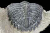 Bargain, Hollardops Trilobite - Visible Eye Facets #75473-4